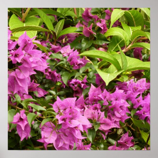 Tropisch Paarse Bougainvillea Floral Poster (Voorkant)