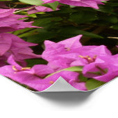 Tropisch Paarse Bougainvillea Floral Poster (Hoek)