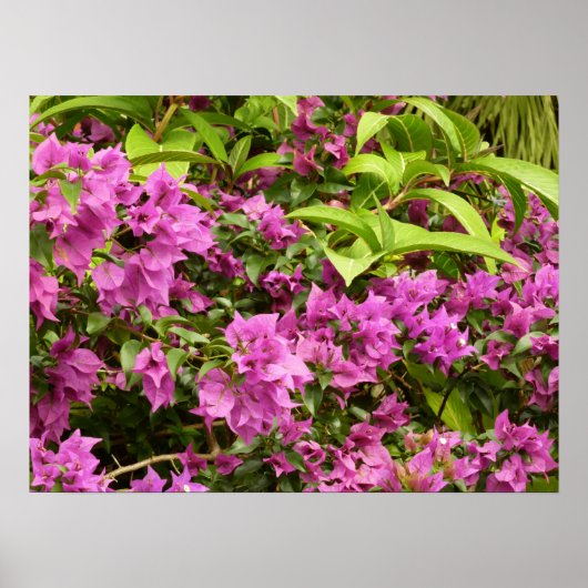 Tropisch Paarse Bougainvillea Floral Poster (Voorkant)