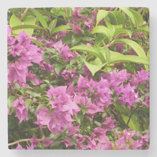 Tropisch Paarse Bougainvillea Floral Stenen Onderzetter (Voorkant)