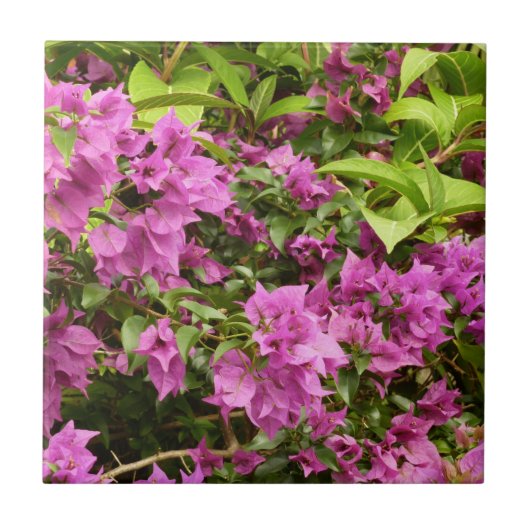 Tropisch Paarse Bougainvillea Floral Tegeltje (Voorkant)