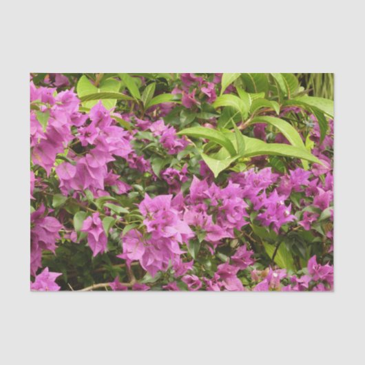 Tropisch Paarse Bougainvillea Floral Tissuepapier (Voorkant)
