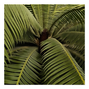 Tropisch palm Botanische Kunstdion Spinulosum Perfect Poster