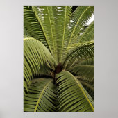 Tropisch palm Botanische Kunstdion Spinulosum Poster (Voorkant)
