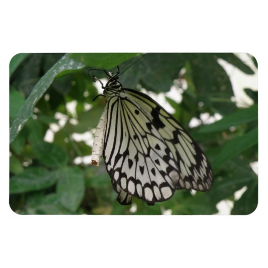Tropisch papier met butterfly Flexi Magnet Magneet (Horizontaal)