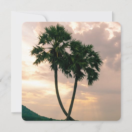 Tropisch Paradise Beach Palm Destiny's (Voorkant)