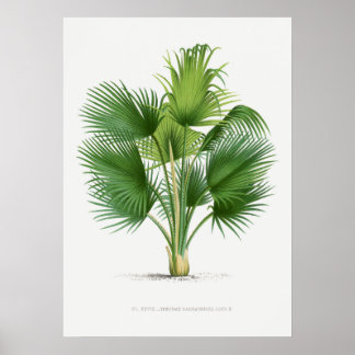 Tropisch plant, illustratie van Plant kunst ポ タ ー Poster