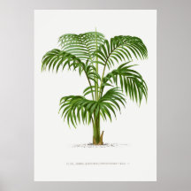Tropisch plant, illustratie van Plant kunst ポ タ ー