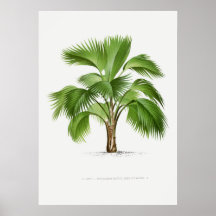 Tropisch plant, illustratie van Plant kunst ポ タ ー