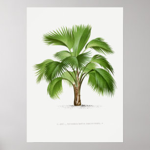 Tropisch plant, illustratie van Plant kunst ポ タ ー Poster