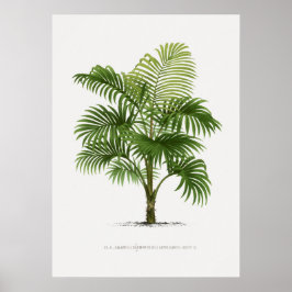 Tropisch plant, illustratie van Plant  kunst ポ タ ー Poster