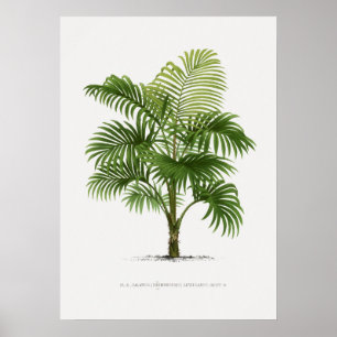 Tropisch plant, illustratie van Plant kunst ポ タ ー Poster