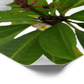 Tropisch Plumeria Photo Poster (Hoek)