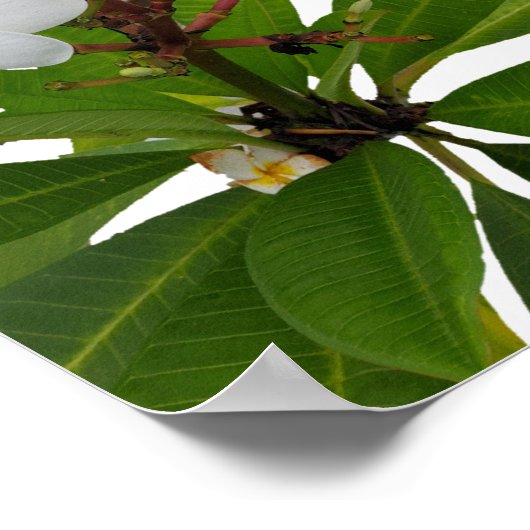 Tropisch Plumeria Photo Poster (Hoek)