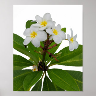 Tropisch Plumeria Photo Poster