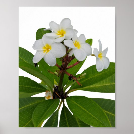 Tropisch Plumeria Photo Poster (Voorkant)