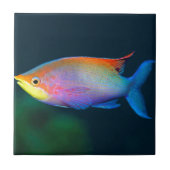 TROPISCH RAINBOW VISWALTIJD OF TRIVET TEGELTJE (Voorkant)