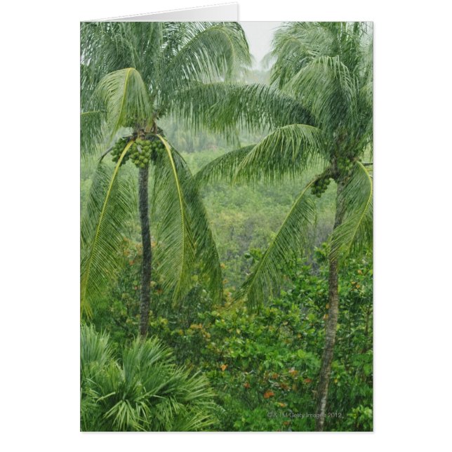 Tropisch regenwoud (Voorkant)