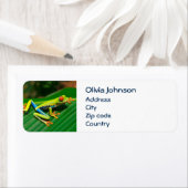 Tropisch regenwoud groene rode rode boomkikker etiket (Insitu)