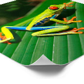 Tropisch regenwoud groene rode rode boomkikker poster (Hoek)