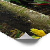 Tropisch regenwoud Hawaiian Poster (Hoek)