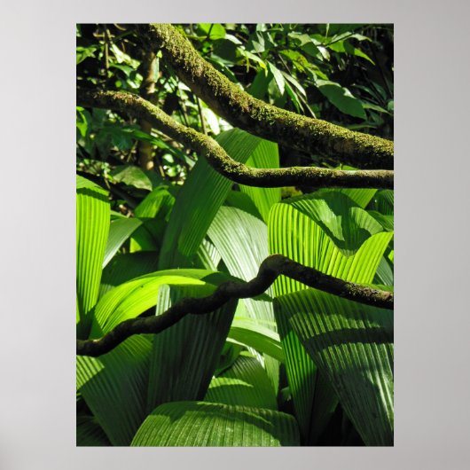 Tropisch regenwoud Hawaiian Poster (Voorkant)