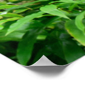 Tropisch regenwoud Hawaiian Poster (Hoek)