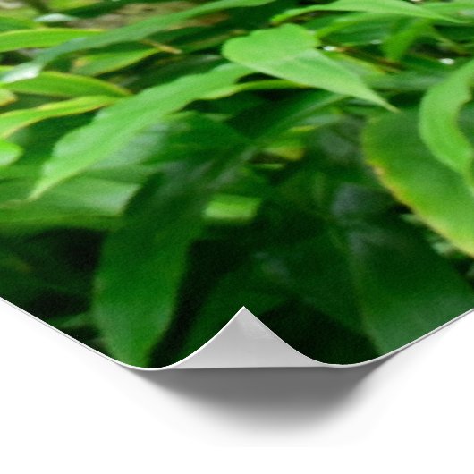 Tropisch regenwoud Hawaiian Poster (Hoek)