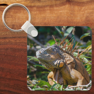 Tropisch reptiel in het wild, leguaan sleutelhanger