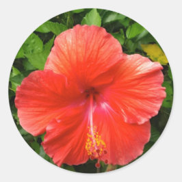 Tropisch Rode Hibiscus Bonita Springs Florida Ronde Sticker