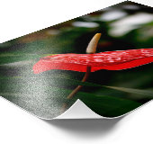 Tropisch rood anthurium Laceleaf Staartbloem Foto Afdruk (Hoek)