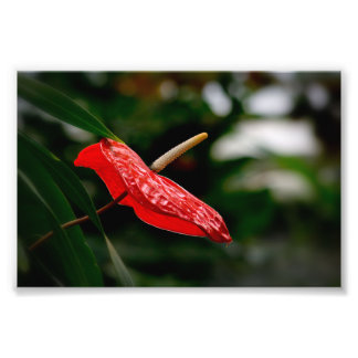Tropisch rood anthurium Laceleaf Staartbloem Foto Afdruk