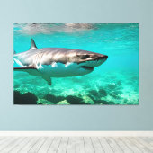 Tropisch roofdier: Grote witte haai Canvas Afdruk (Insitu (Houten vloer))