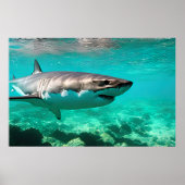 Tropisch roofdier: Grote witte haai Poster (Voorkant)