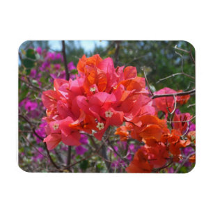 Tropisch Roze Bougainvillea Eiland Bloemen Magneet