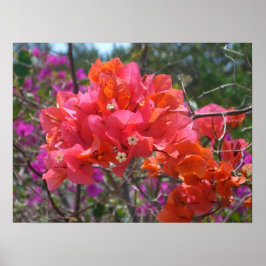Tropisch Roze Bougainvillea Poster