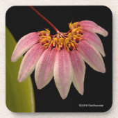 Tropisch roze orchidee bier onderzetter (Voorkant)