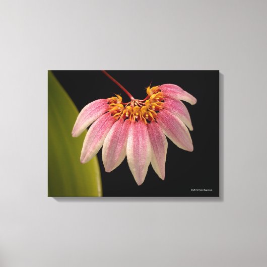Tropisch roze orchidee canvas afdruk (Voorkant)