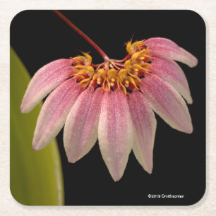 Tropisch roze orchidee kartonnen onderzetters