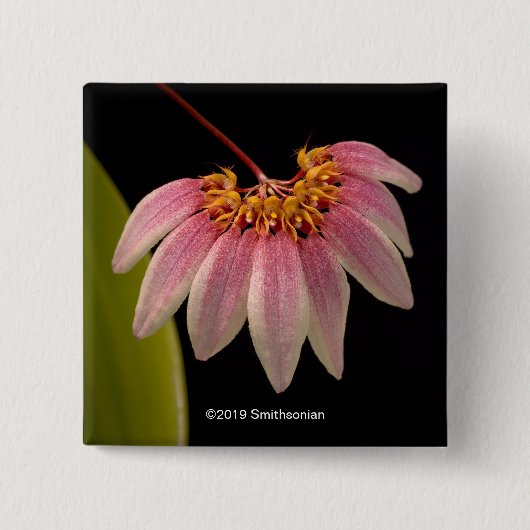 Tropisch roze orchidee vierkante button 5,1 cm (Voorkant)