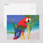 Tropisch Scarlet Macaw Briefkaart (Voorkant / Achterkant)