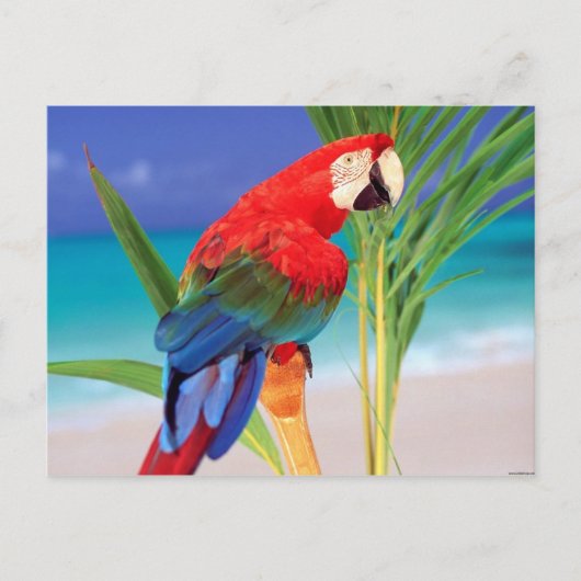 Tropisch Scarlet Macaw Briefkaart (Voorkant)