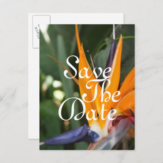 Tropisch sparen de Briefkaarten van de Datum (Voorkant / Achterkant)