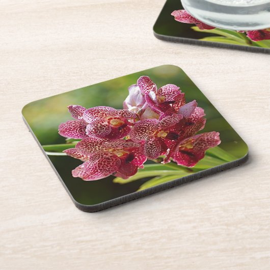 Tropisch Vanda Orchid Cluster Bier Onderzetter (Linkerzijde)