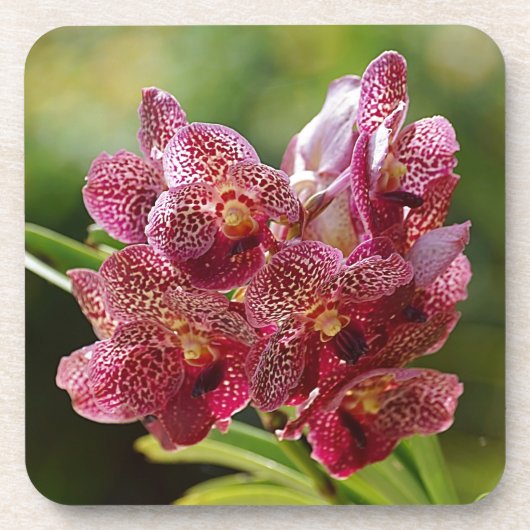 Tropisch Vanda Orchid Cluster Bier Onderzetter (Voorkant)