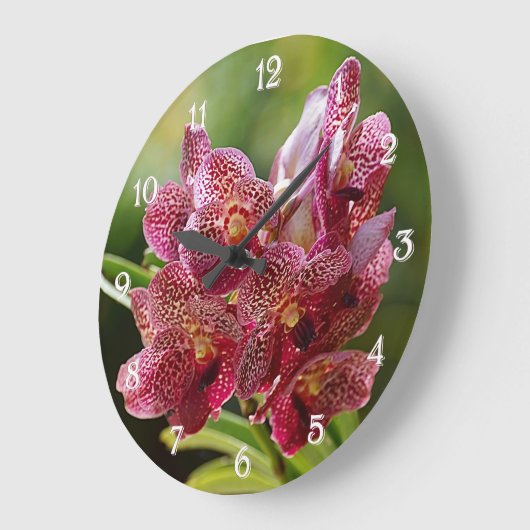 Tropisch Vanda Orchid Cluster Grote Klok (Hoek)