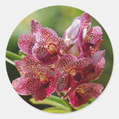 Tropisch Vanda Orchid Cluster Ronde Sticker (Voorkant)