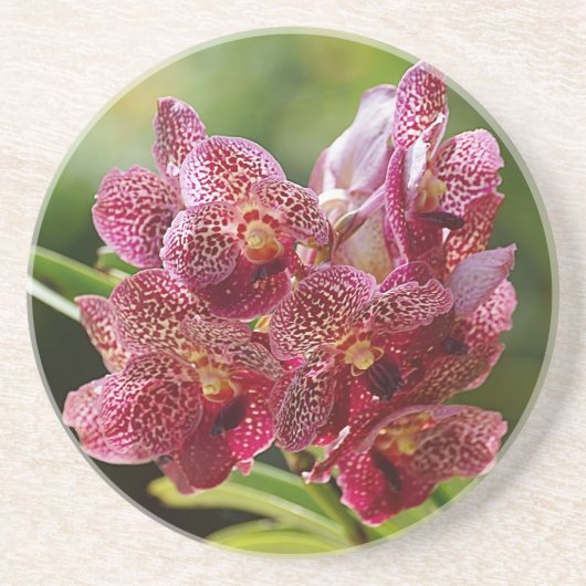 Tropisch Vanda Orchid Cluster Zandsteen Onderzetter (Voorkant)