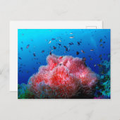 Tropisch Zee Leven Roze gloeiend Anemone Coral Briefkaart (Voorkant / Achterkant)