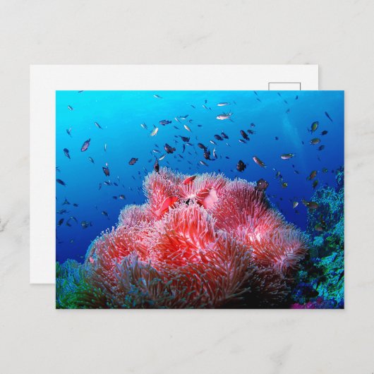 Tropisch Zee Leven Roze gloeiend Anemone Coral Briefkaart (Voorkant / Achterkant)